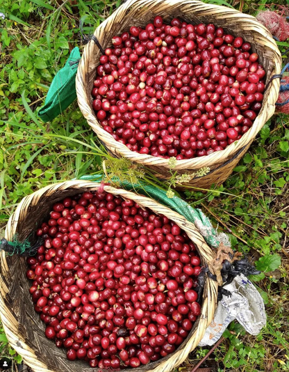 Finca Idealista Red Pacamara