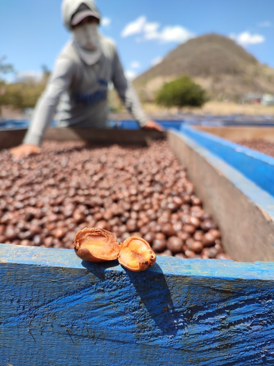 Finca Idealista - Yellow Pacamara Nicaragua