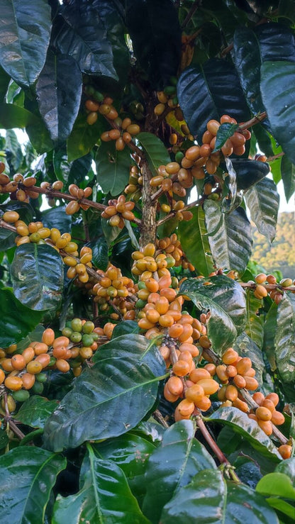 Finca Idealista - Yellow Pacamara Nicaragua